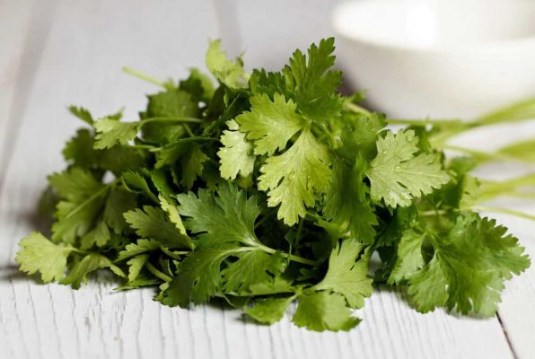 Feuilles de coriandre