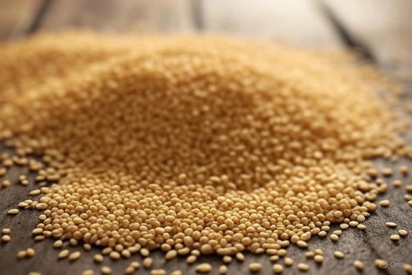 Petit tas de graines de sésame doré